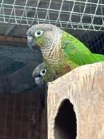 A vendre, Meerdere dieren, Parkiet