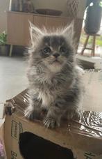 Maine Coon kittens, Dieren en Toebehoren, Katten en Kittens | Raskatten | Langhaar, Meerdere dieren, Met stamboom, 0 tot 2 jaar