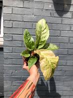 Anthurium hookerii variegata 2, Huis en Inrichting, Kamerplanten, Overige soorten, Minder dan 100 cm, Groene kamerplant, Halfschaduw