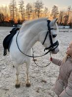 Ontmoet magic dream, Dieren en Toebehoren, Pony's, B, Ruin