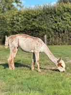 Zuiver Appaloosa merrie met lichtbont merrieveulen, Oktober, Meerdere dieren