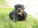 Rottweiler pups met ouders te zien, België, CDV (hondenziekte), 8 tot 15 weken, Meerdere