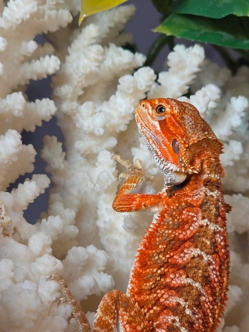 Mooie felrode baardagaamman, Dieren en Toebehoren, Reptielen en Amfibieën, Hagedis, 0 tot 2 jaar, Tam
