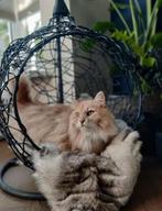 Hangstoel swing voor katten, Dieren en Toebehoren, Ophalen, Nieuw, Overige