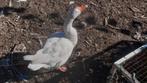 Ganzen te koop, Dieren en Toebehoren, Pluimvee