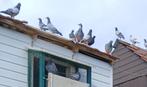 vogels duiven, Dieren en Toebehoren, Vogels | Duiven