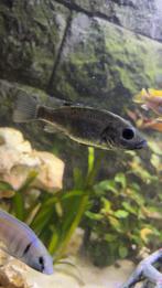 Astatotilapia burtoni vrouw 3x