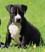 Amerikaanse Stafford pups, CDV (hondenziekte), Meerdere, 8 tot 15 weken, België