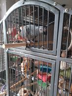 Grijze roodstaart  te koop, Dieren en Toebehoren, Vogels | Parkieten en Papegaaien, Papegaai