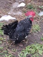 Chabo haantje, Dieren en Toebehoren, Pluimvee, Mannelijk, Kip