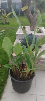 gele lotus banaan musa lasiocarpa, Tuin en Terras, Planten | Tuinplanten, Ophalen