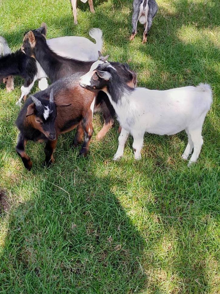 Te koop 2 mooie jonge gecastreerde dwerg geiten bokjes., Dieren en Toebehoren, Schapen, Geiten en Varkens, Geit, Mannelijk, 0 tot 2 jaar
