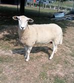 Schapen te koop, Dieren en Toebehoren, Schapen, Geiten en Varkens, Vrouwelijk, Schaap