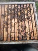 Bijenvolken simplex