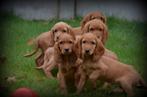 Engelse Cocker Spaniel pups, Dieren en Toebehoren, Honden | Retrievers, Spaniëls en Waterhonden, België, Reu, CDV (hondenziekte)