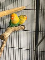 Koppel agopornissen zoeken nieuwe thuis. Doe een bod, Perroquet nain ou Inséparable