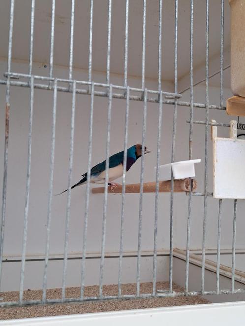 A vendre diamants de goulds, Dieren en Toebehoren, Vogels | Overige Vogels, Mannelijk