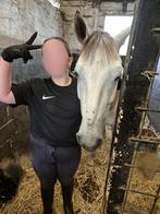 verzorg pony/shet gezocht!, Ophalen of Verzenden, Zo goed als nieuw