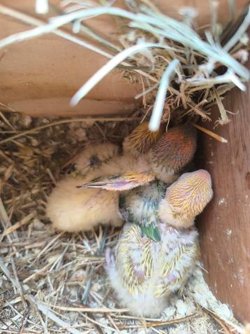 Dwergpapegaai agapornis  beschikbaar voor biedingen