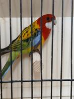 rosella man, Mâle, Perruche