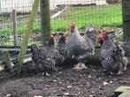 Broedeieren Mechelse koekoek, Dieren en Toebehoren, Pluimvee
