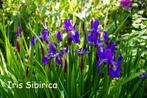 Iris sibirica met blauwe bloem, Tuin en Terras, Ophalen, Zomer, Vaste plant, Volle zon