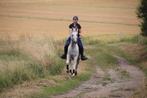 TER DEKKING sportarabier 1m59 groot, arabische dekhengst, Dieren en Toebehoren, Hengst