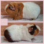 Super knappe Us Teddy cavia, Dieren en Toebehoren, Mannelijk, Cavia, Tam