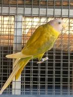 Pruimkop parkieten, Animaux & Accessoires, Oiseaux | Perruches & Perroquets, Perruche, Bagué