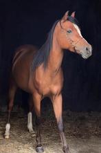 Arabische volbloed, Dieren en Toebehoren, Paarden, Merrie, Met stamboom, Minder dan 160 cm, Niet van toepassing