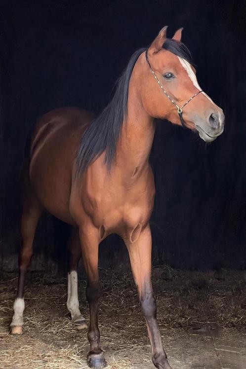 Arabische volbloed, Dieren en Toebehoren, Paarden, Merrie, Niet van toepassing, Minder dan 160 cm, 11 jaar of ouder, Recreatiepaard