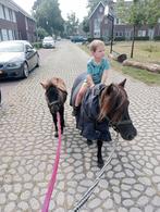 Shetland x Appaloosa hengst veulen 🩵, Hengst, Gechipt, 0 tot 2 jaar