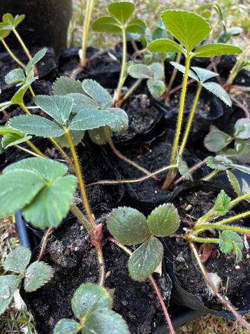 Aardbeienplanten te koop – €1per stuk beschikbaar voor biedingen
