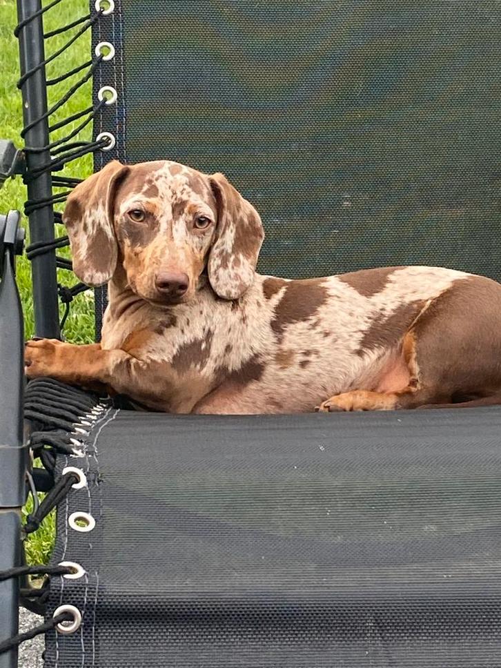 Dwerg teckel dekreu, Dieren en Toebehoren, Honden | Dekreuen, Reu, Fokker | Professioneel, Meerdere, België, 1 tot 2 jaar, CDV (hondenziekte)