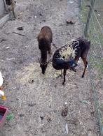 2 soay schapen te koop, Dieren en Toebehoren, Vrouwelijk, Schaap, 0 tot 2 jaar