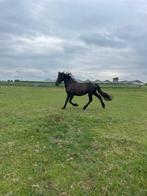 Friese merrie, Dieren en Toebehoren, Paarden, Merrie, Minder dan 160 cm, Onbeleerd, Recreatiepaard