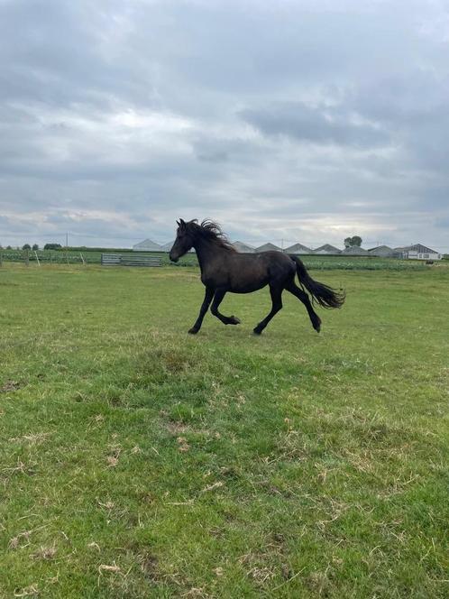 Friese merrie, Dieren en Toebehoren, Paarden, Merrie, Onbeleerd, Minder dan 160 cm, 0 tot 2 jaar, Recreatiepaard, Gechipt