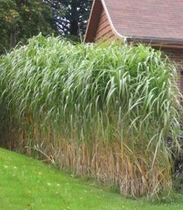 Olifantengras, Miscanthus giganteus beschikbaar voor biedingen