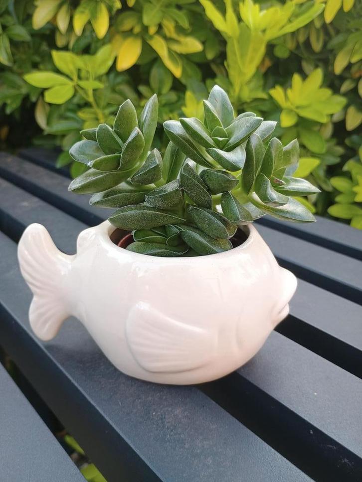 Wit visvormige bloempot met vetplant, Tuin en Terras, Bloempotten, Zo goed als nieuw, Ophalen
