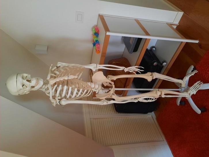 Skelet voor studenten geneeskunde of kine, Diversen, Schoolbenodigdheden, Zo goed als nieuw, Ophalen