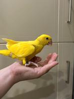 Halsbandparkiet baby dunn fallow, Dieren en Toebehoren, Vogels | Parkieten en Papegaaien, Tam