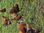 Wyandotte hanen, Dieren en Toebehoren, Pluimvee