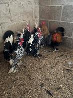 Bulgaarse kriel, Animaux & Accessoires, Volatiles