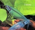 Glasvis..2x, Dieren en Toebehoren, Vissen | Aquariumvissen