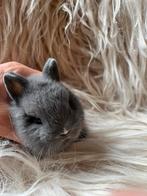 Diep blauw prachtige kleurdwerg!!, Dieren en Toebehoren, Konijnen, Klein