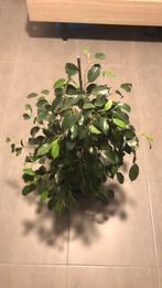 Kamerplant Ficus, Huis en Inrichting, Minder dan 100 cm, Ficus, Ophalen of Verzenden, Halfschaduw