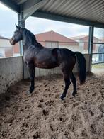 3 jarige spring merrie ( Darco bloedlijn), Avec pedigree, Non dressé, Cheval de saut, Jument