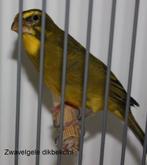 zwavelgele dikbekcini, Dieren en Toebehoren, Geringd