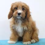 Cavapoo - pups te koop, Dieren en Toebehoren, CDV (hondenziekte), Meerdere, Meerdere dieren, Buitenland