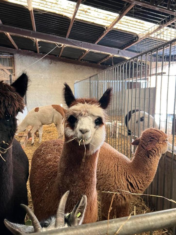 Bonte alpaca merrie, Dieren en Toebehoren, Overige Dieren, Vrouwelijk, Mei